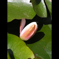 Nympheas - Somptuosa (Obt. Latour-Marliac 1909) (02)